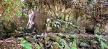 Plants: image 74 Of 208 Thumb